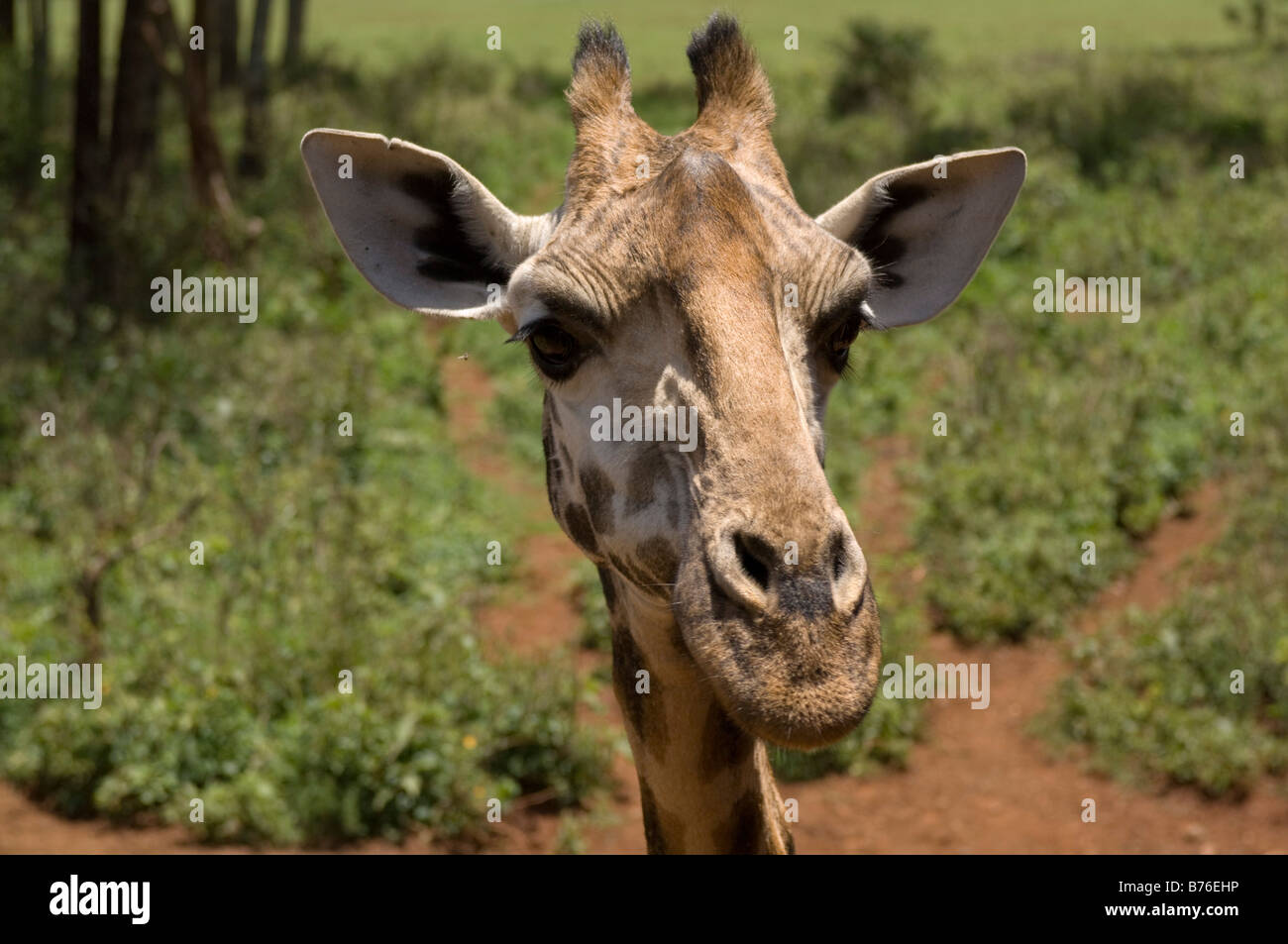 Rothschild-Giraffen Giraffe Center Nairobi Kenia Stockfoto