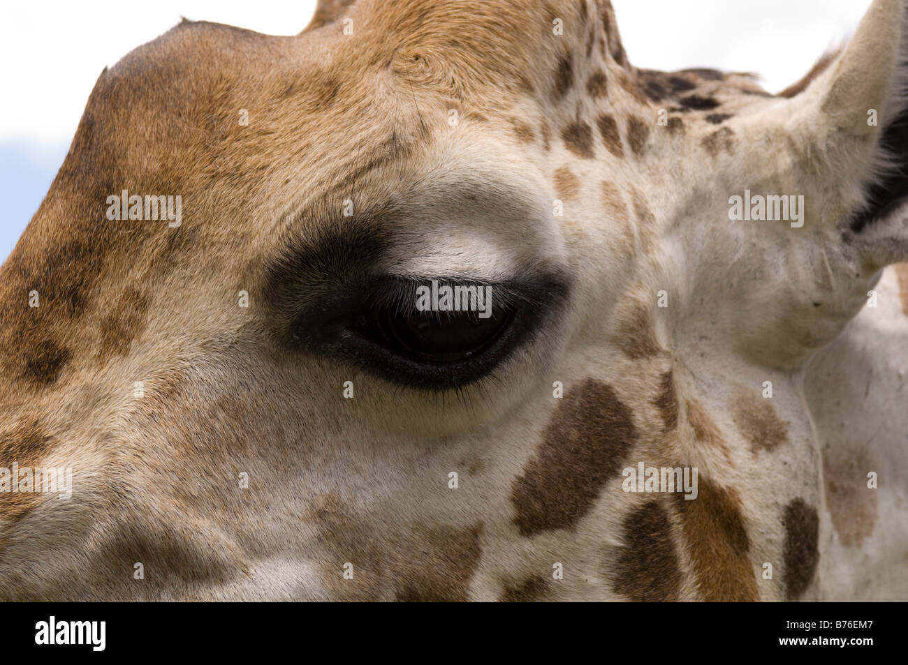 Rothschild Giraffe Giraffe Manor Nairobi Kenia Stockfoto