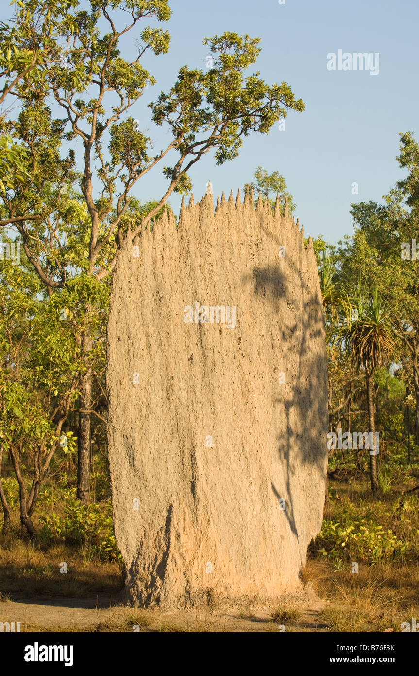 Magnetic Termite (Amitermes Meridionalis & A. Laurensis) Hügel nördlich von Lichfield Nationalpark Northern Territory Australien Stockfoto