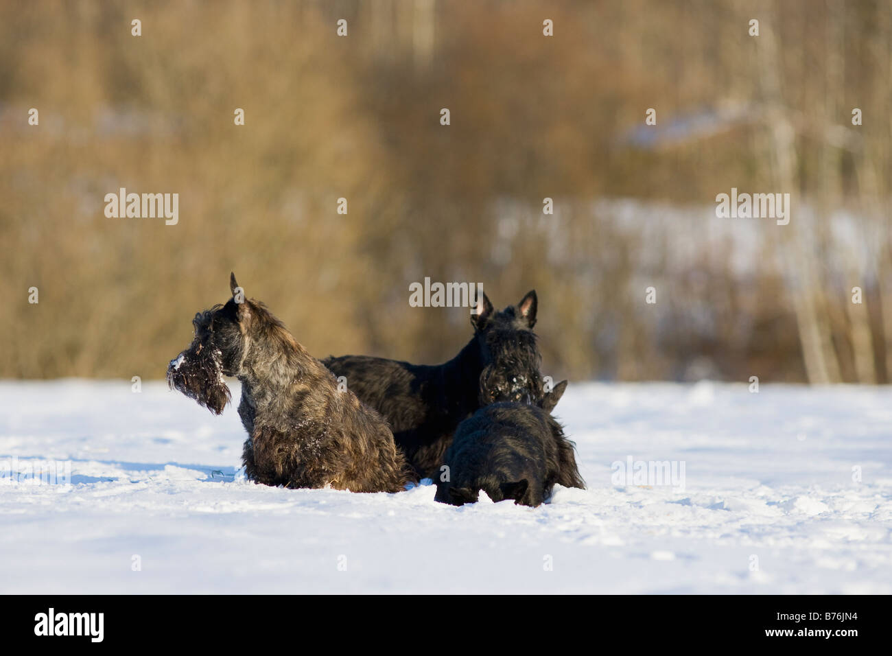 Schottischer Terrier auf schneebedecktes Feld Stockfoto