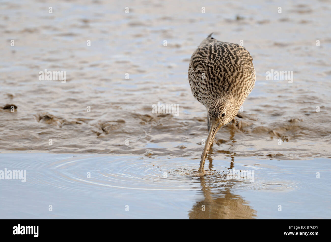 Brachvogel Nemenius Arquata waschen Wurm im Wasser Norfolk UK Dezember Stockfoto