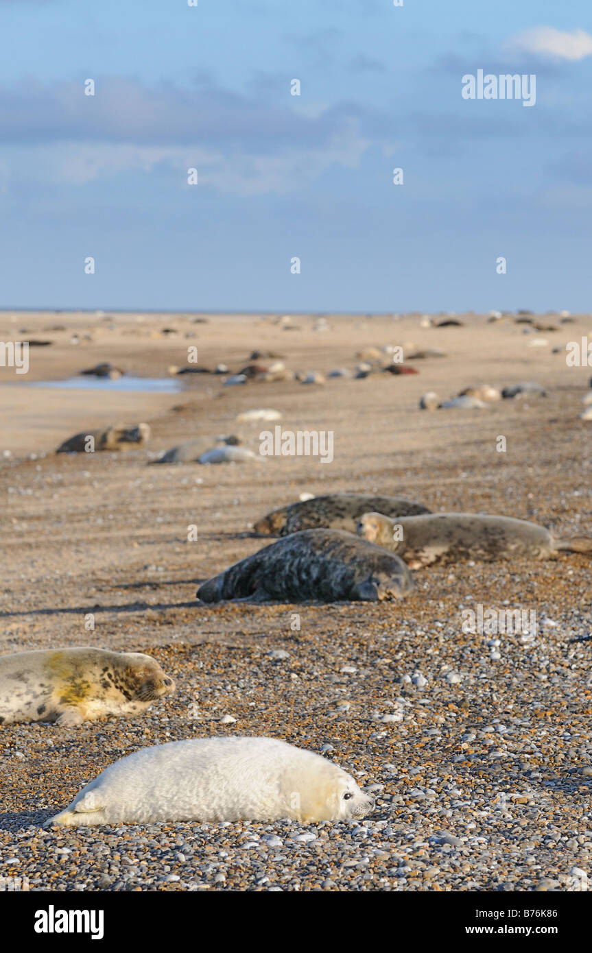 Grey Halichoerus Grypus Robbenkolonie mit Welpen am Strand Welpe im Vordergrund Norfolk UK Dezember Stockfoto