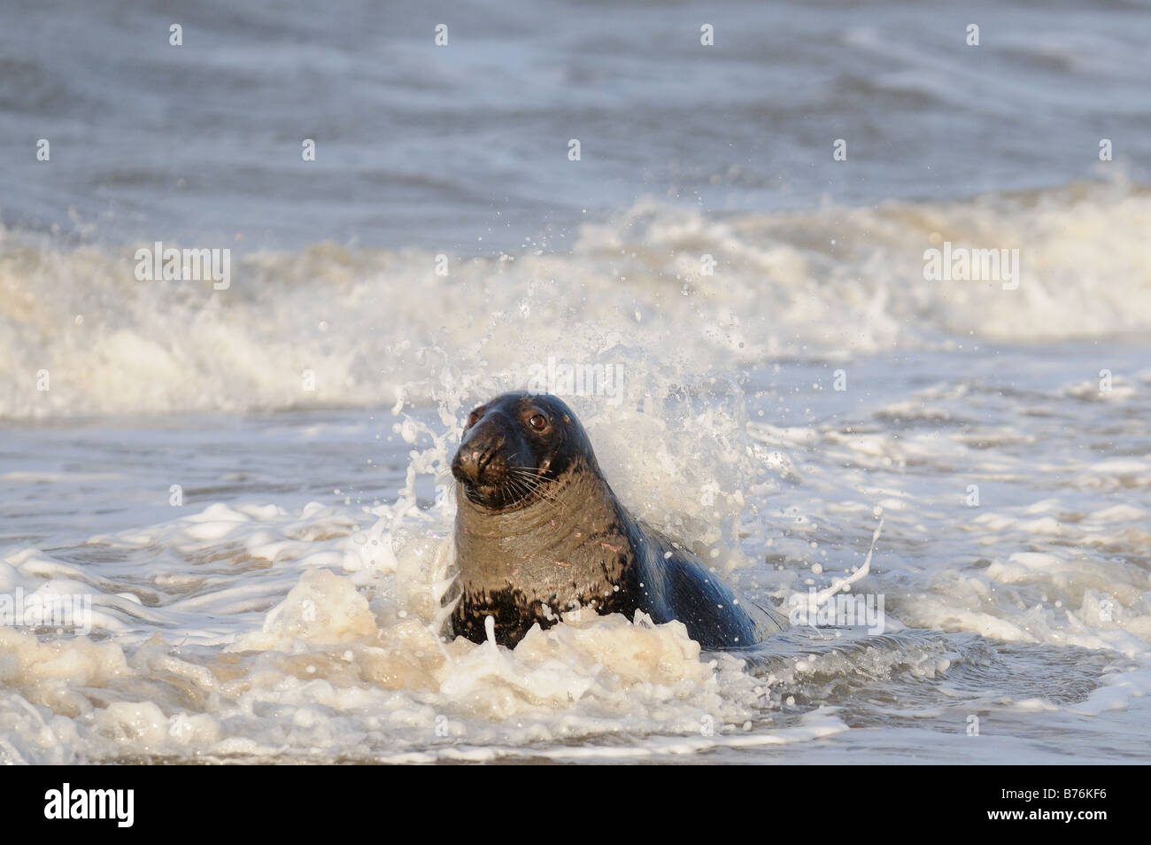 Grey Seal Halichoerus Grypus in männlichen Surfen Norfolk UK Dezember Stockfoto