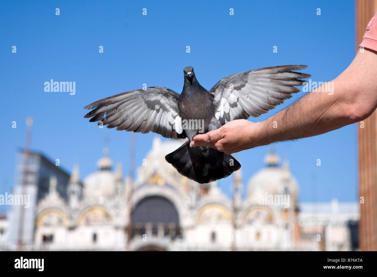 Taube, Saint Markusplatz, Venedig, Veneto, Italien Stockfoto