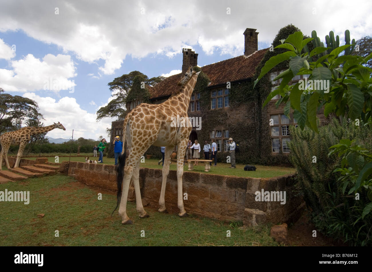 Rothschild Giraffe Giraffe Manor Nairobi Kenia Stockfoto