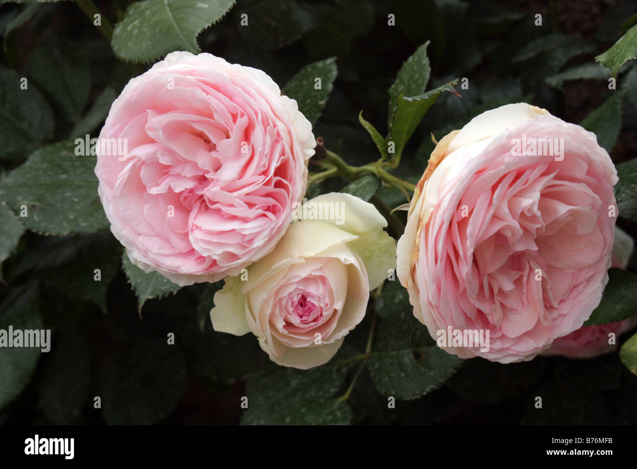 Rosa Heritage rosa Strauchrose Stockfoto