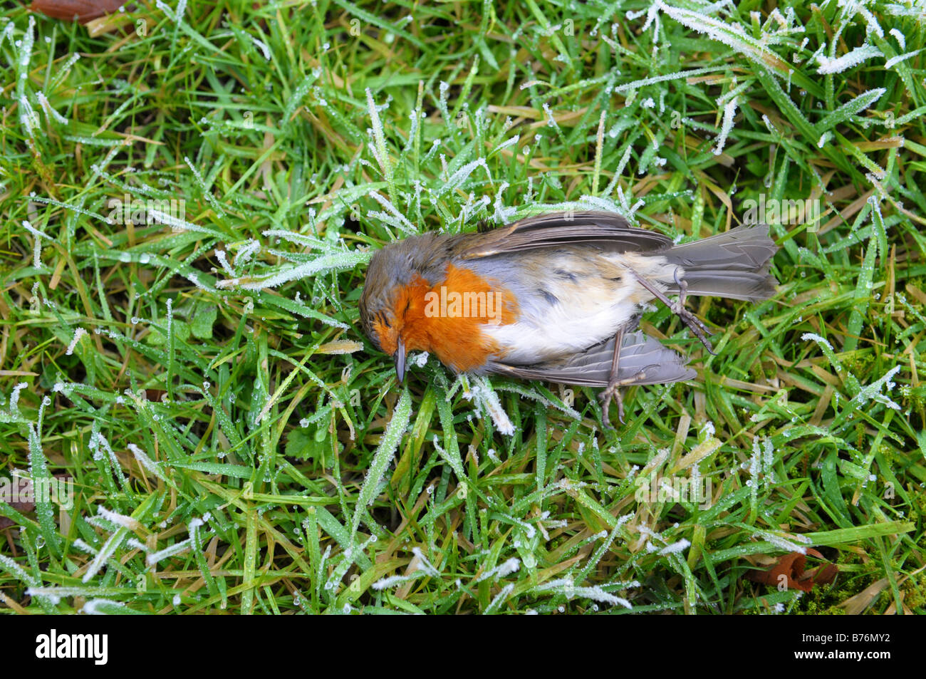 Toten Robin in Frost Shropshire Stockfoto