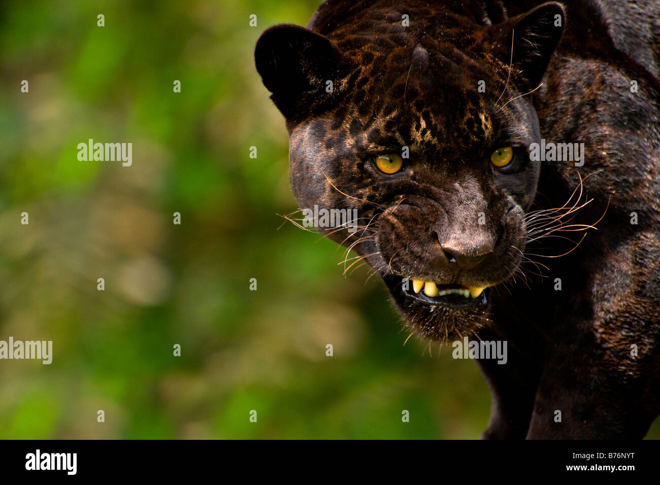 Panther oder schwarzer Jaguar Panthera Onca Knurren Stockfoto