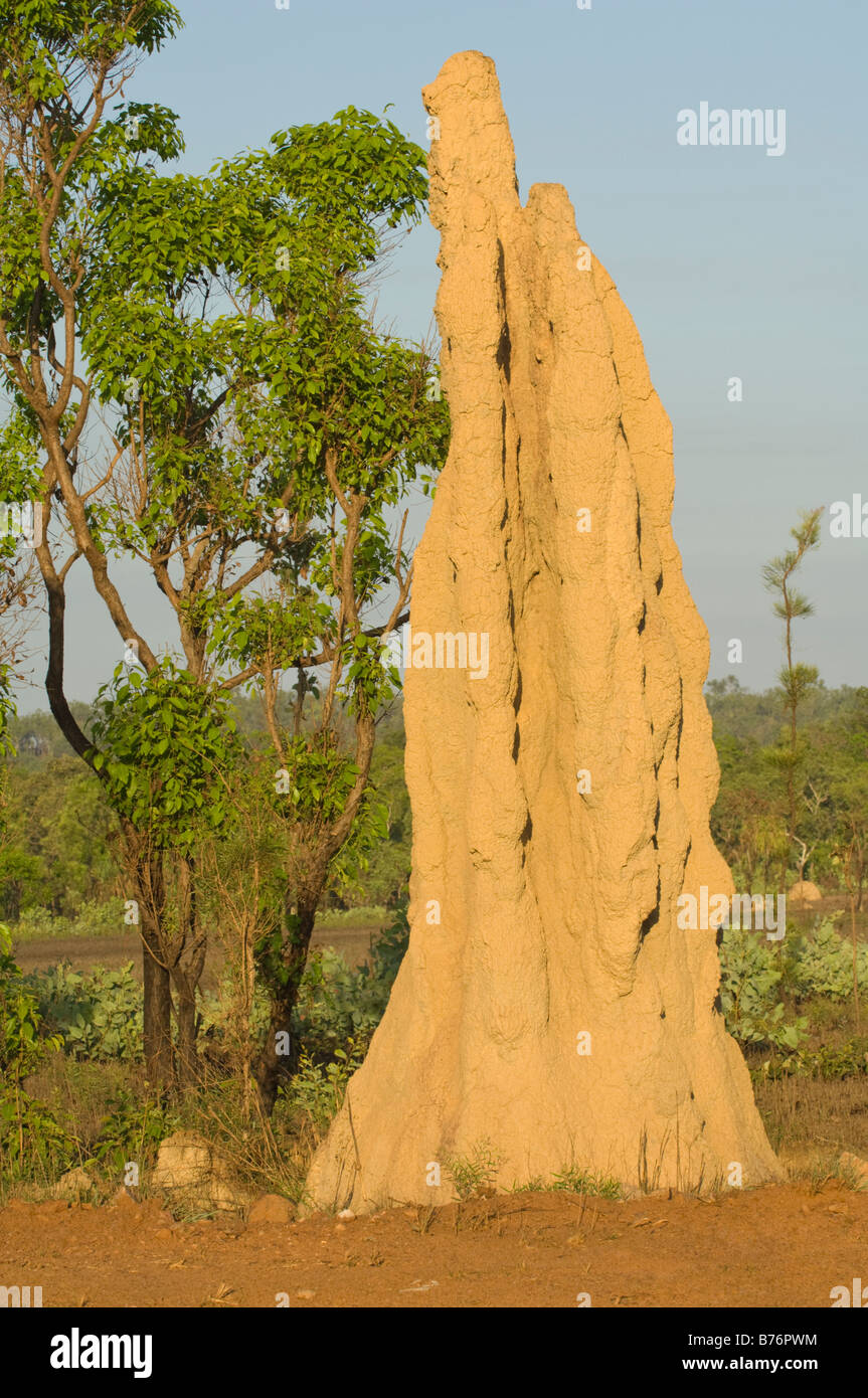 Kathedrale Termiten Nasutitermes Triodiae nördlich von Lichfield National Park Northern Territory Australien Stockfoto