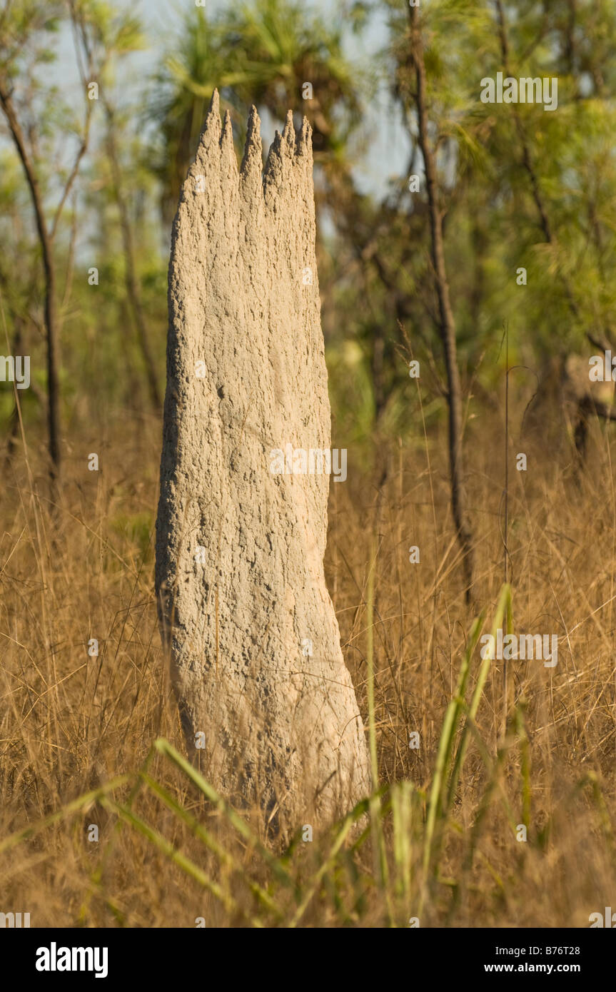 Magnetic Termite (Amitermes Meridionalis & A. Laurensis) Hügel nördlich von Lichfield Nationalpark Northern Territory Australien Stockfoto