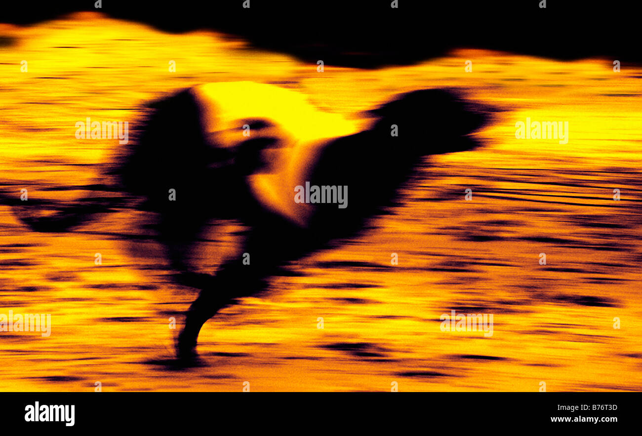 Grafik ein Greyhound racing auf einer Spur zu verwischen. Stockfoto