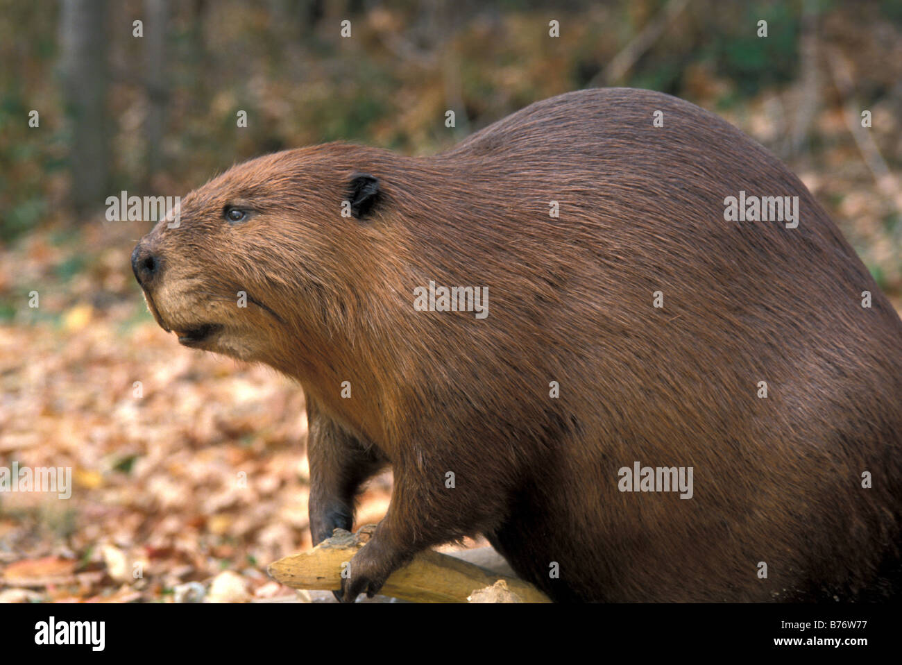 North American Beaver, USA Stockfoto