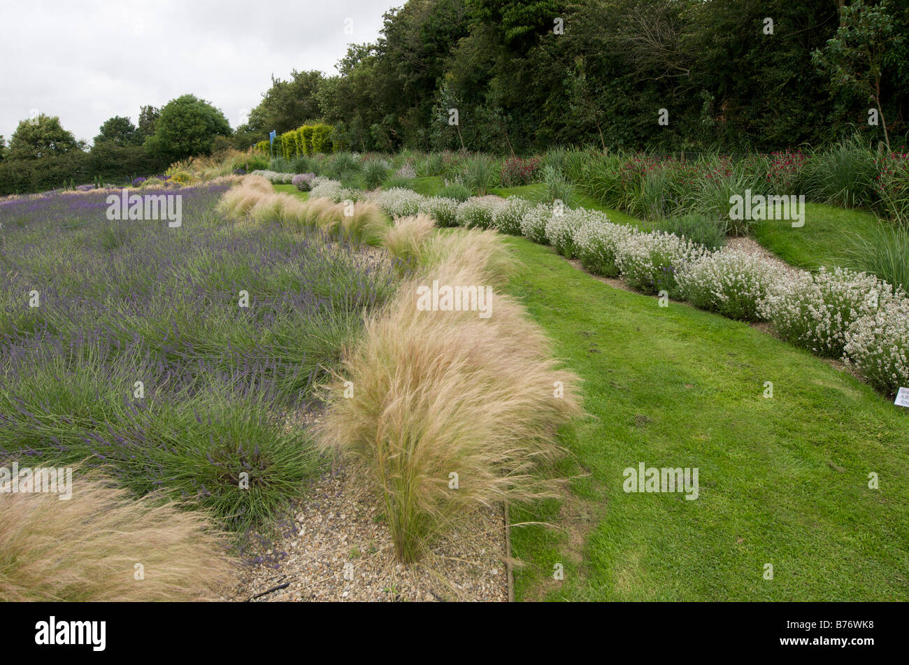 Engel Haar Grass mit (Stipa Tenuissima) gesäumten Wege und Lavendelgarten Stockfoto