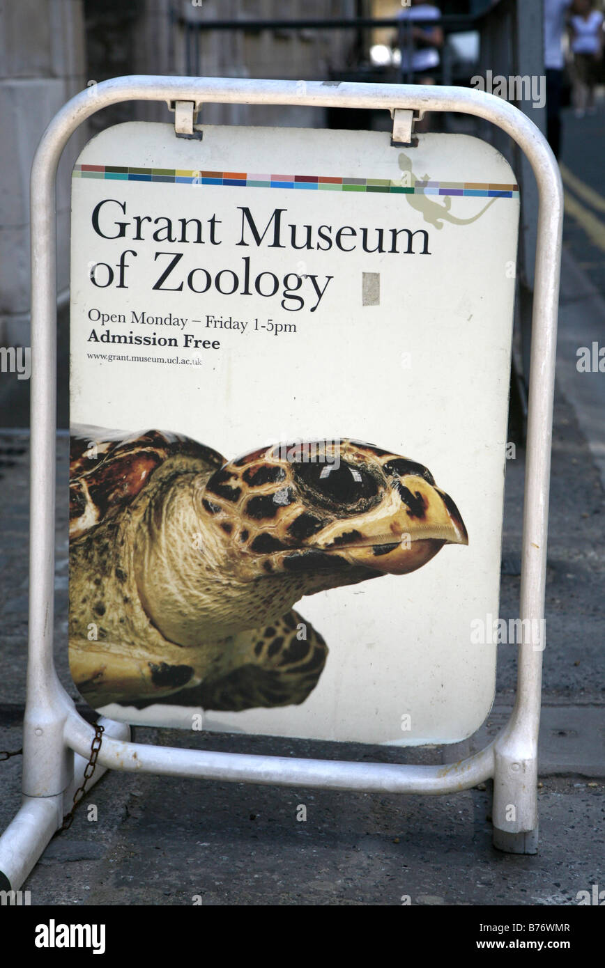 Allgemeine Ansicht GV Grant Museum für Zoologie in London England UK Stockfoto