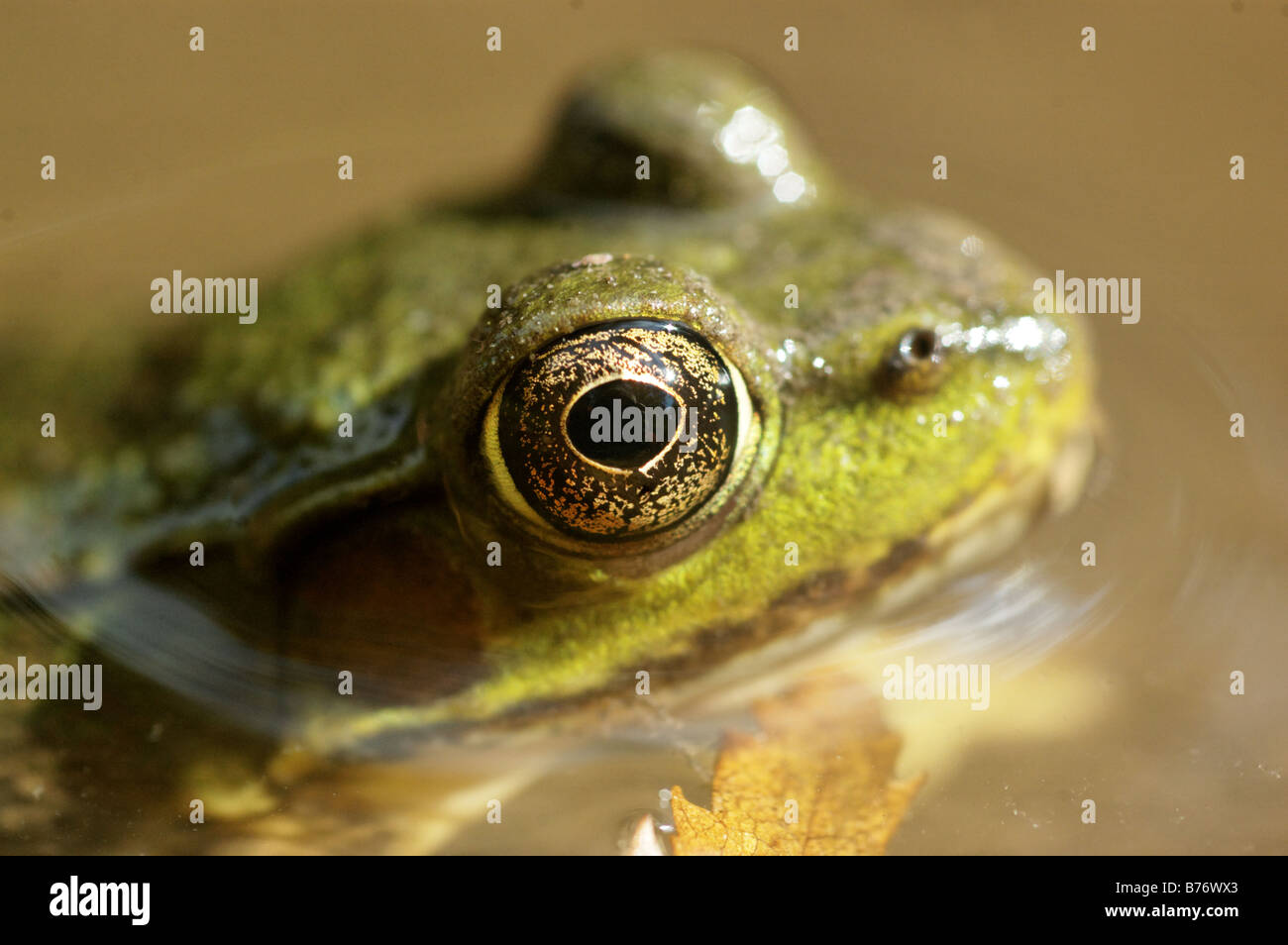 Eine Nahaufnahme von einem Frosch im Wasser Stockfoto