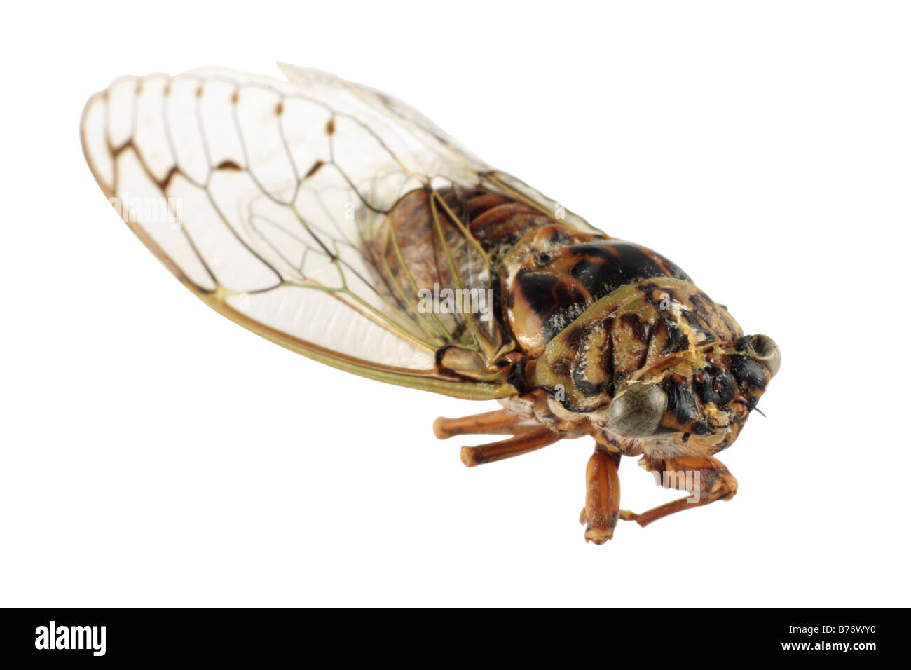 Ansicht des Europäischen Zikade Cicadetta mediterranea Stockfoto