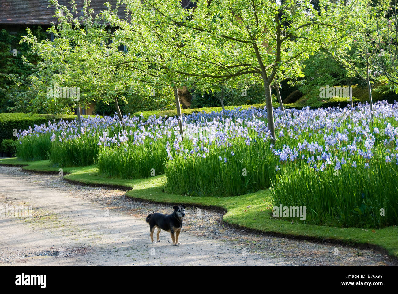 Toby der Hund auf der Fahrt im Bryan's Ground Garden, Herefordshire, im Jahr 2008, bevor der Kanal gebaut wurde. Iris sibirica (Siberian Iris) im Obstgarten Stockfoto
