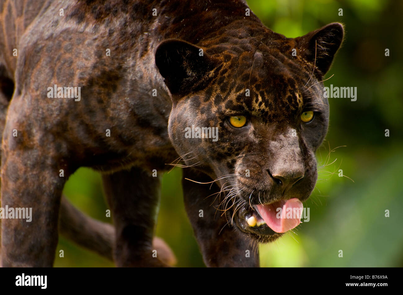 Panther oder schwarzer Jaguar Panthera onca Stockfoto