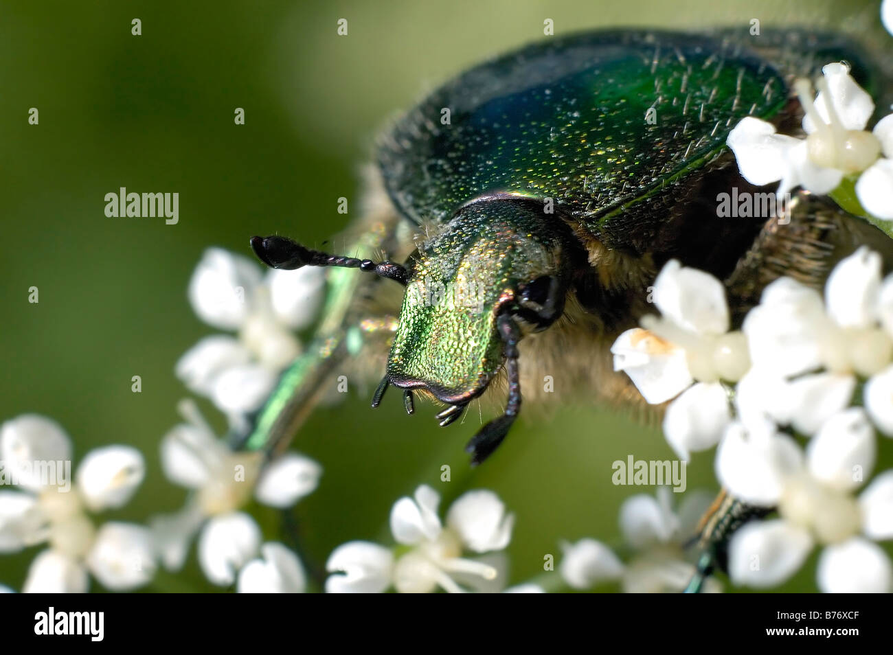 Makro von der goldenen grüner Käfer Essen die weißen Blüten Stockfoto