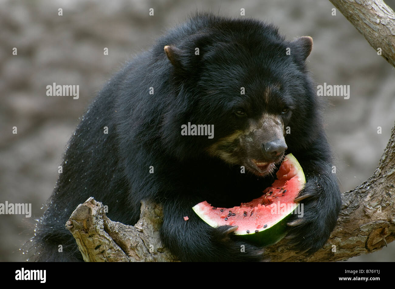SPECTACLED BEAR Tremarctos Ornatus eine Wassermelone essen Stockfoto