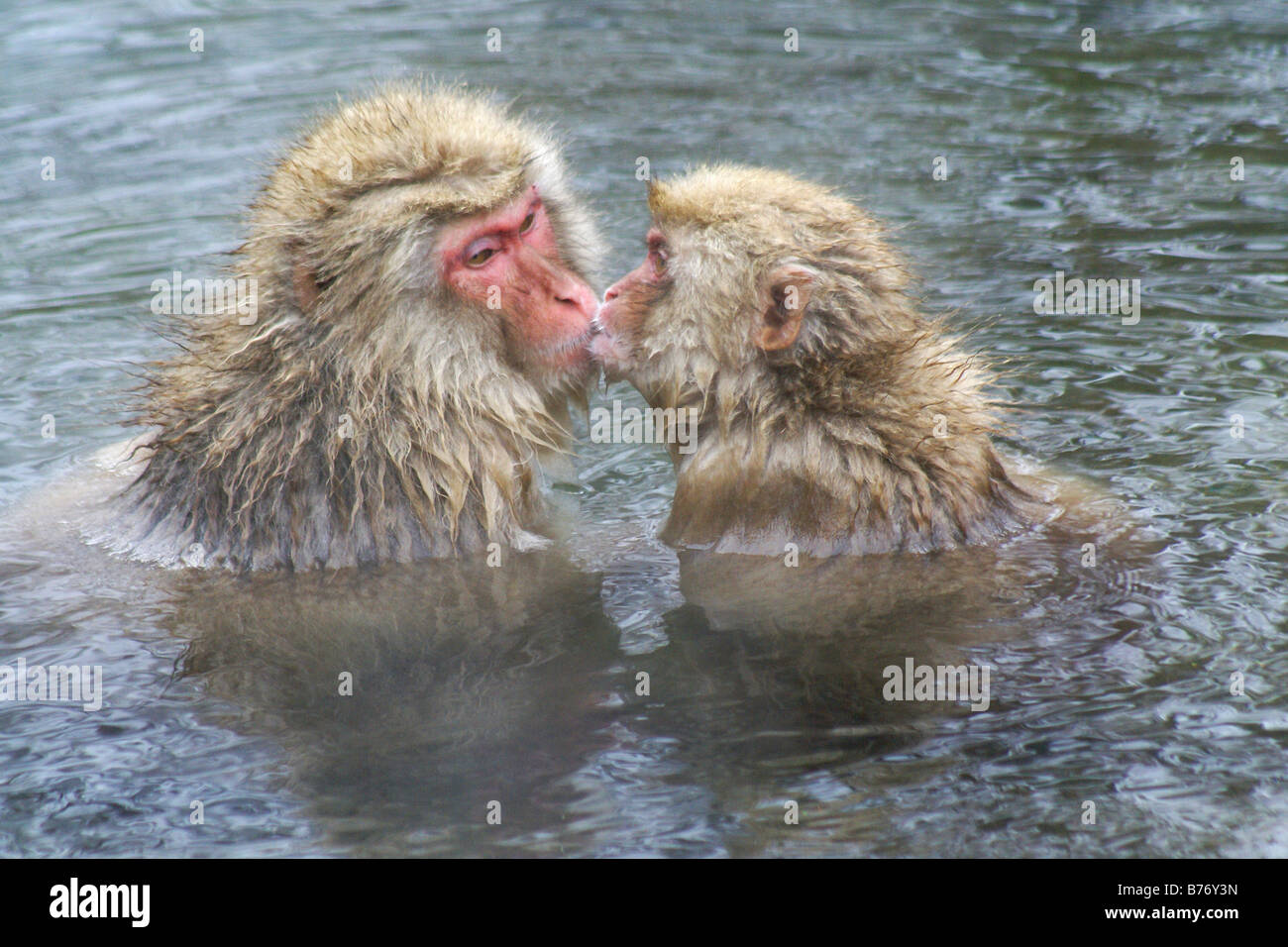 Mutter und Baby Schnee Affen in heißen Quellen, Jigokudani, Japan Stockfoto