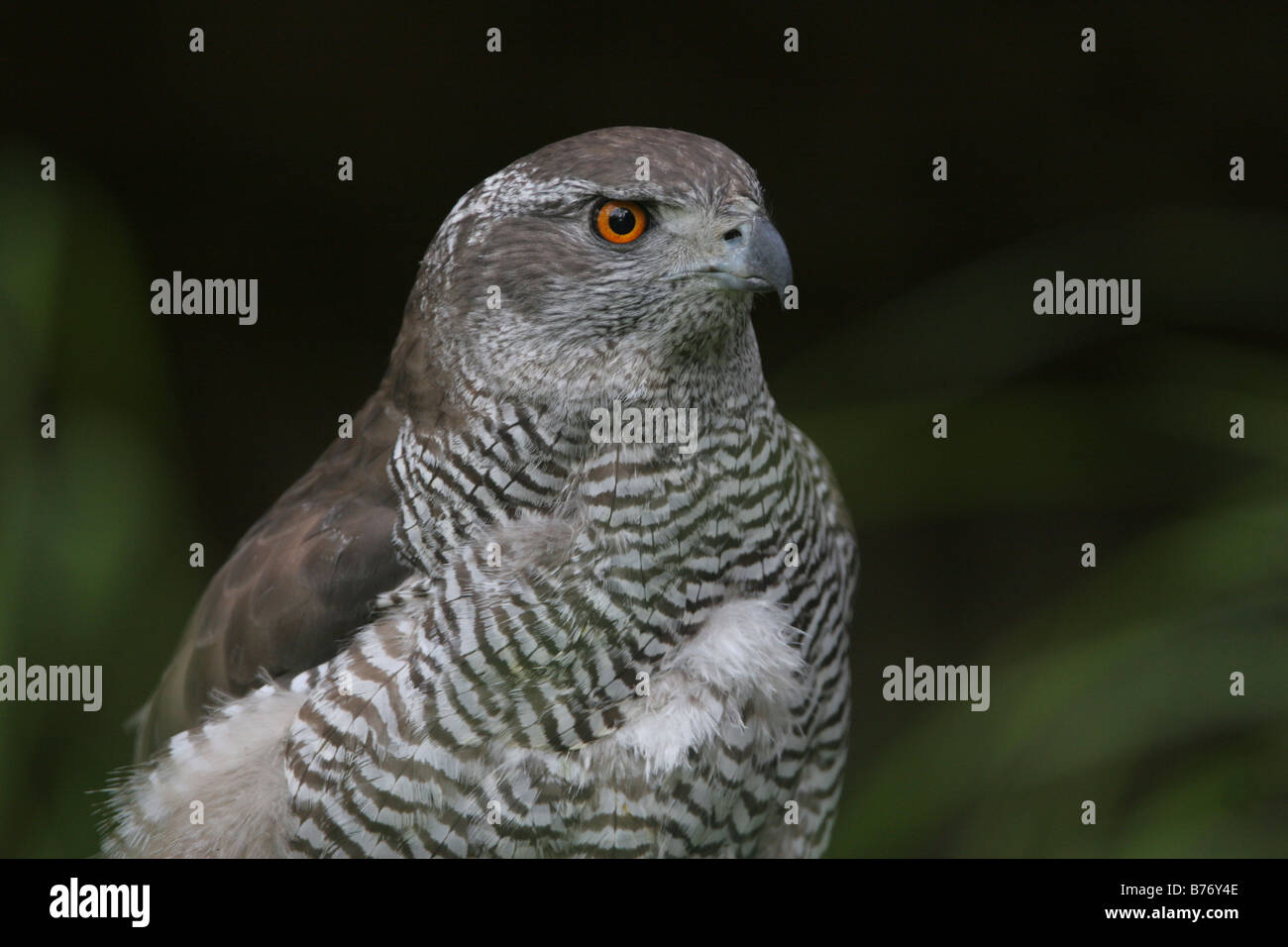 Porträts eines Falken Gohawk auf einheitlichem Hintergrund Stockfoto