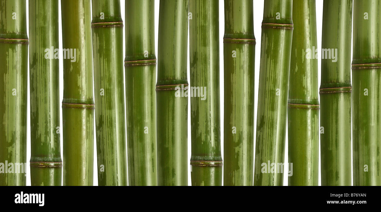 schönes Bild von verschiedenen Bambus Natur Hintergrund Stockfoto