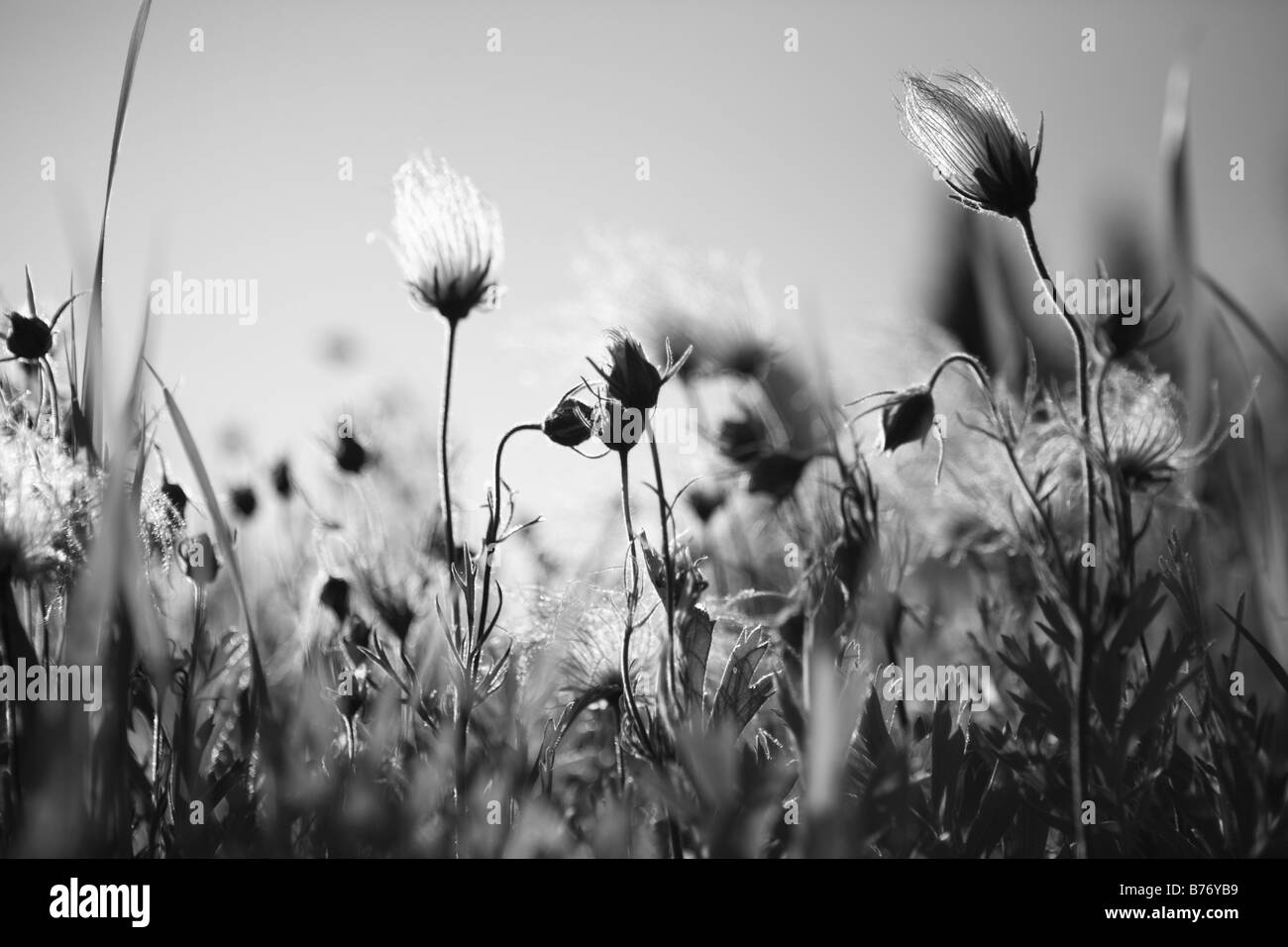 PRAIRIE RAUCHEN PRAIRIE GEUM TRIFLORUM FOTO BILD BILD STOCKFOTOGRAFIE STOCKFOTOGRAFIE STOCKFOTOS STOCKBILDER FEINE ART P Stockfoto