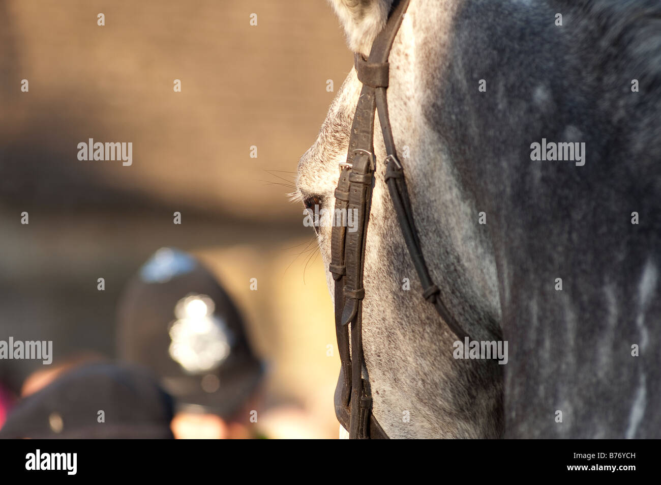 Lacock Teh Avon Vale Hunt am zweiten Weihnachtstag Stockfoto