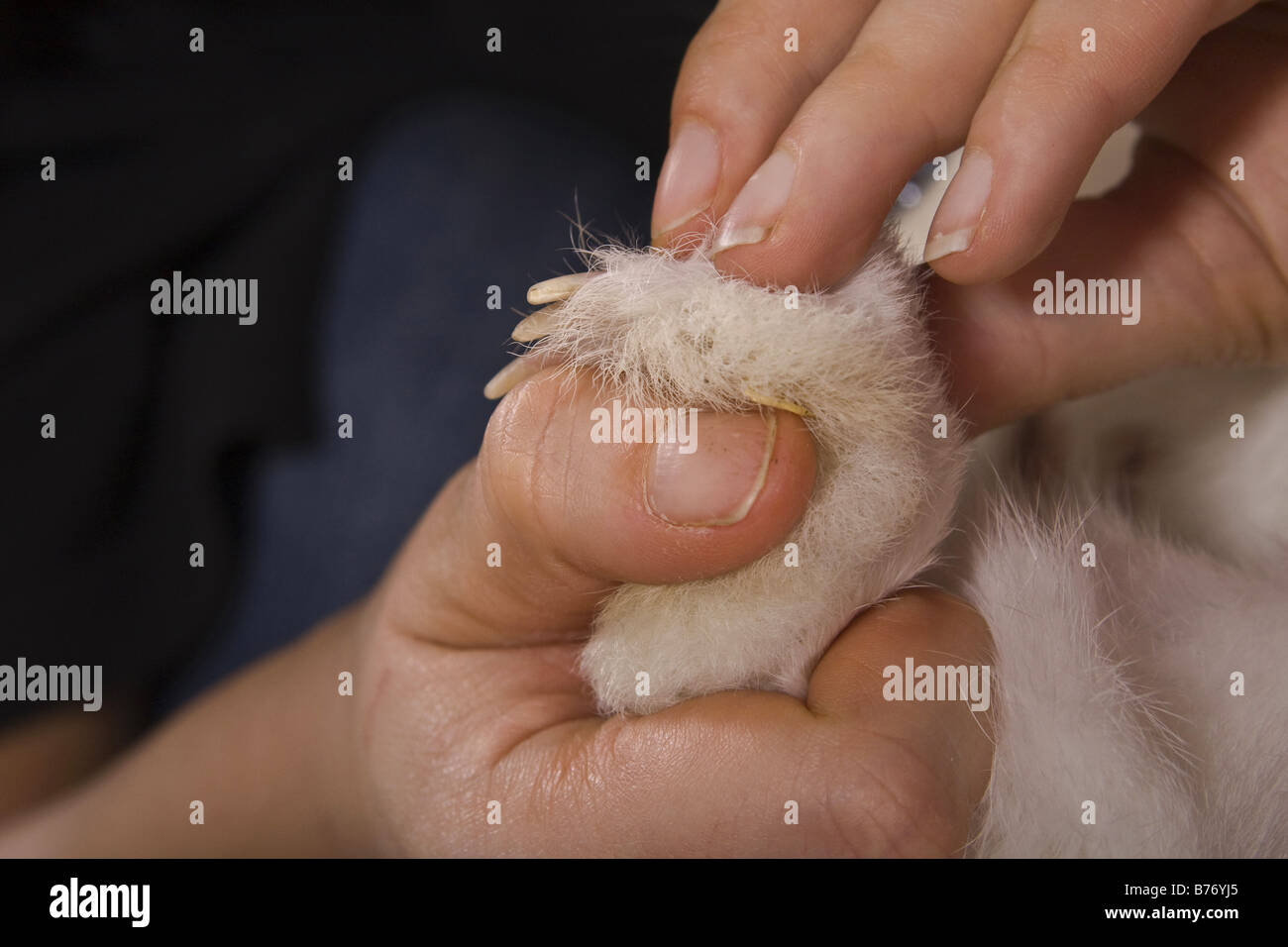 Hauskaninchen (Oryctolagus Cuniculus F. Domestica), Schneiden der Krallen ein rabit Stockfoto