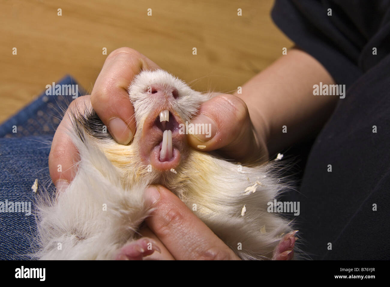 Cavia, Meerschweinchen (Cavia spec.), Kontrolle der Zähne, Cavia Stockfoto