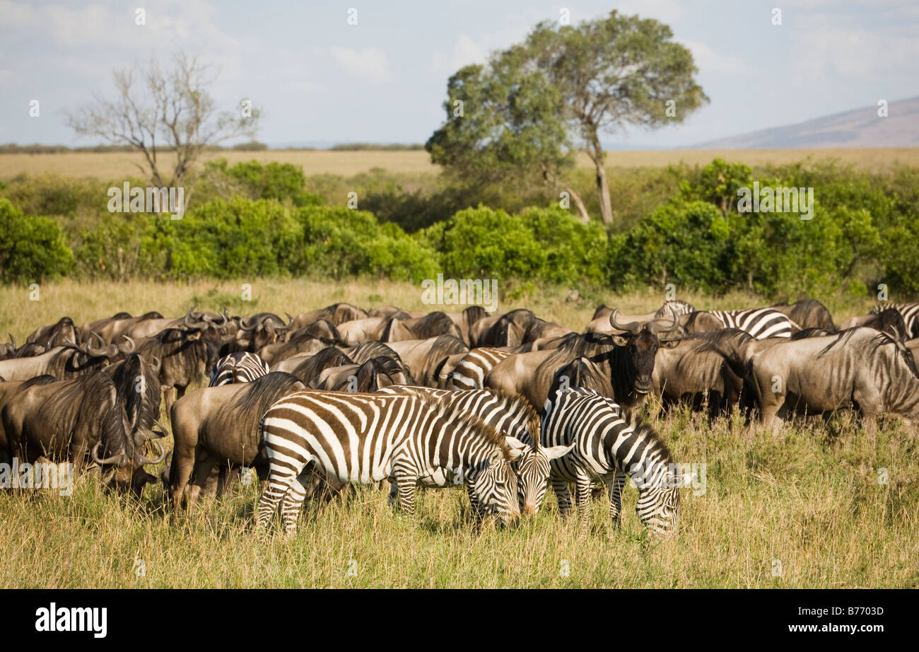 Zebras und Gnus weiden auf den Ebenen der Masai Mara in Kenia Stockfoto