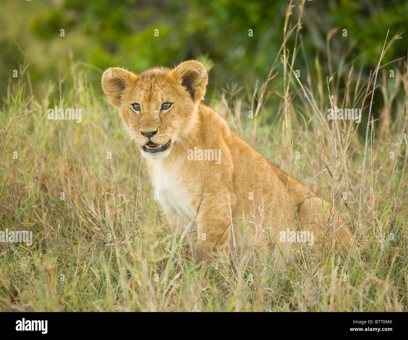 Löwenjunges, sitzen auf der Wiese in der Masai Mara in Kenia Stockfoto