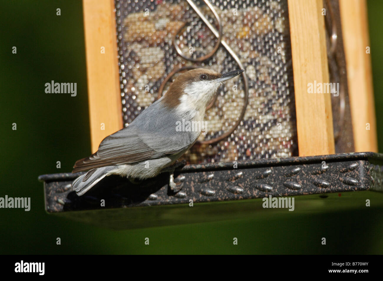 Braun leitete Kleiber auf feeder Stockfoto