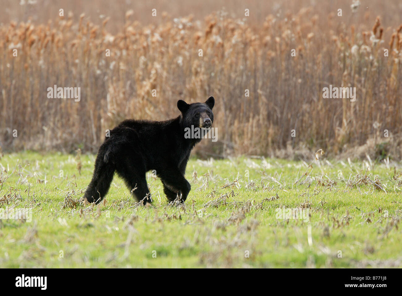 Black Bear North Carolina Stockfoto