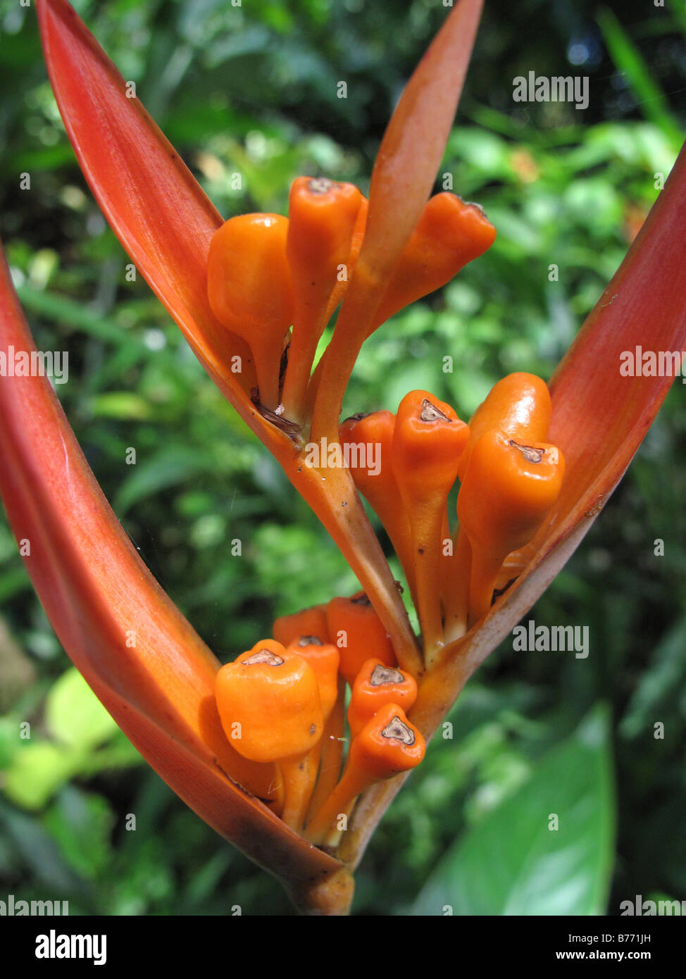 Nahaufnahme eines Werks in Diamond Botanical Gardens in Soufriere Estate, St. St. Lucia in der Karibik, West Indies Stockfoto