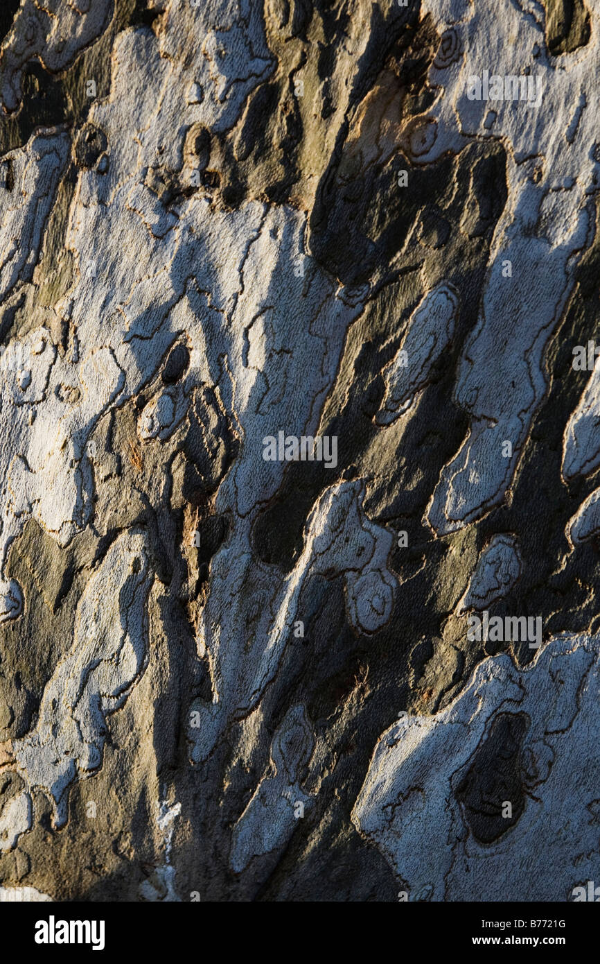 Platane Rinde Stockfoto