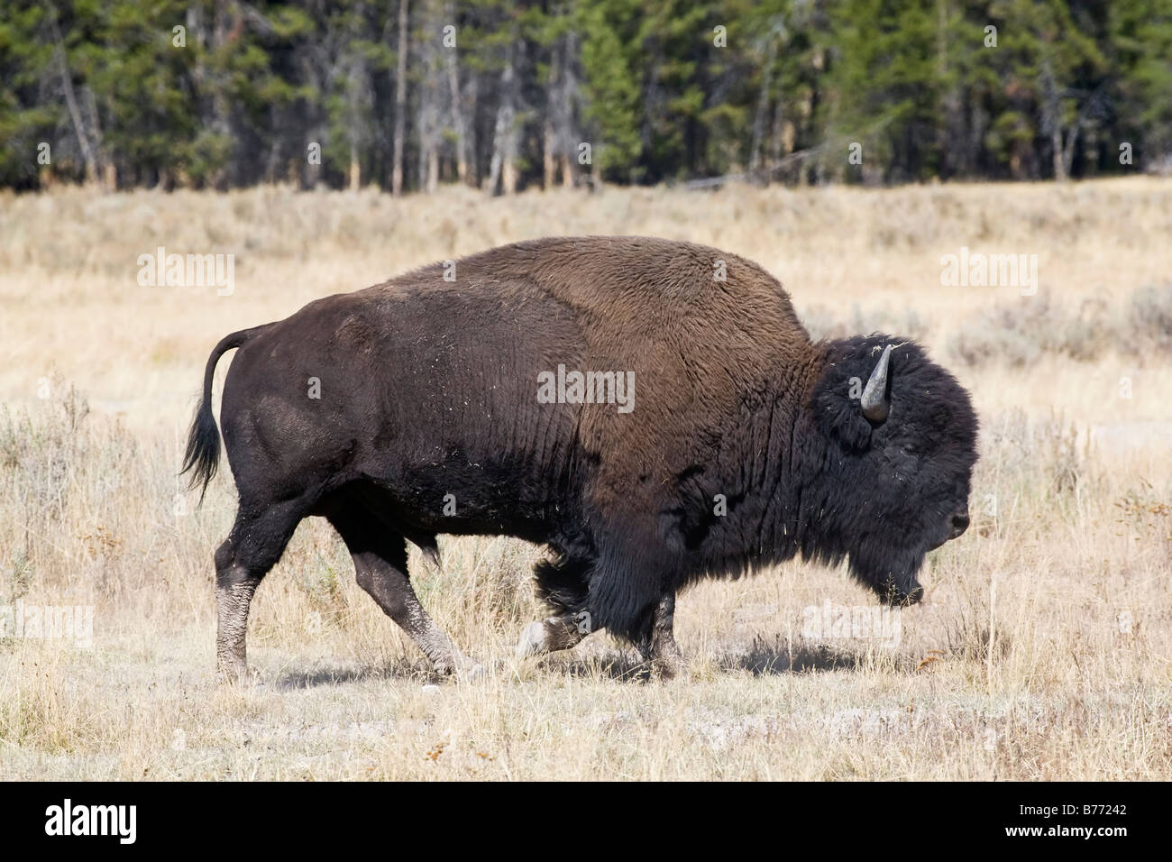 Amerikanischer Bison Stockfoto