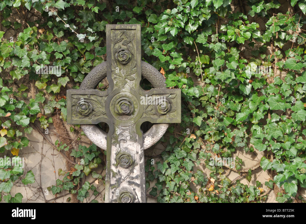 Gemeinsame Efeu (Hedera helix) und schwere Kreuz vor der Wand Stockfoto