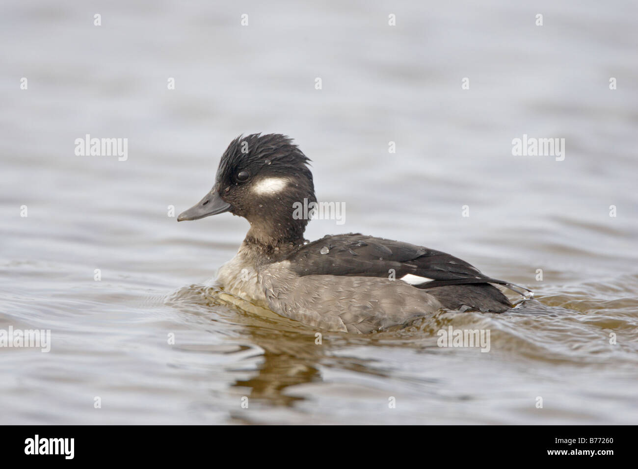 Weibliche Bufflehead schwimmen Stockfoto