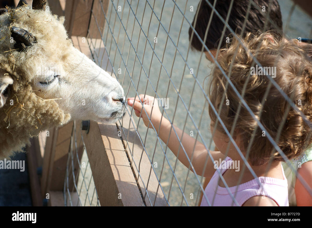 Kind füttert Jacob vier gehörnte Schafe durch Zaun am Hof Stockfoto