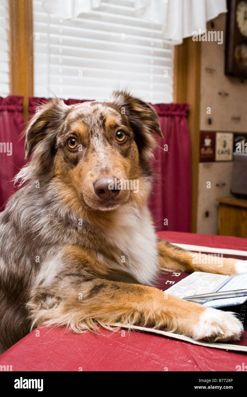 Ein Hund, die Zahlung der Rechnungen (humorvoll) Stockfoto