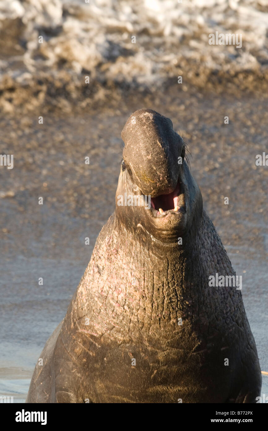 See-Elefanten am Piedras Blancas Strand in San Simeon, Kalifornien Stockfoto