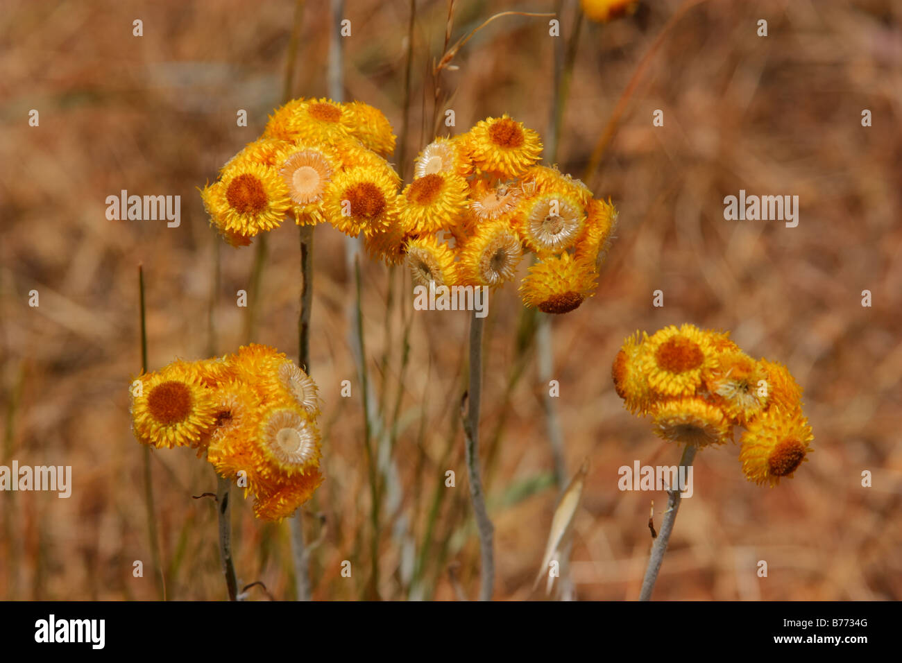 kleine seltene Blume gefunden in Hügeln von cleve Stockfoto