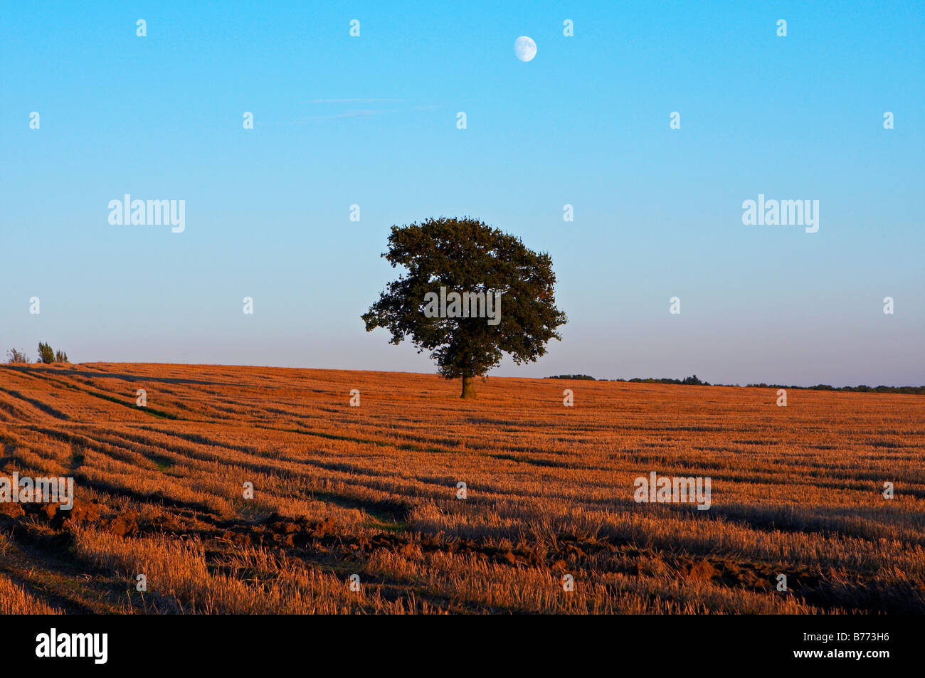 Eiche in einem Feld von frisch geernteten Weizen in ländlichen Worcestershire Herbstes 2008 Stockfoto