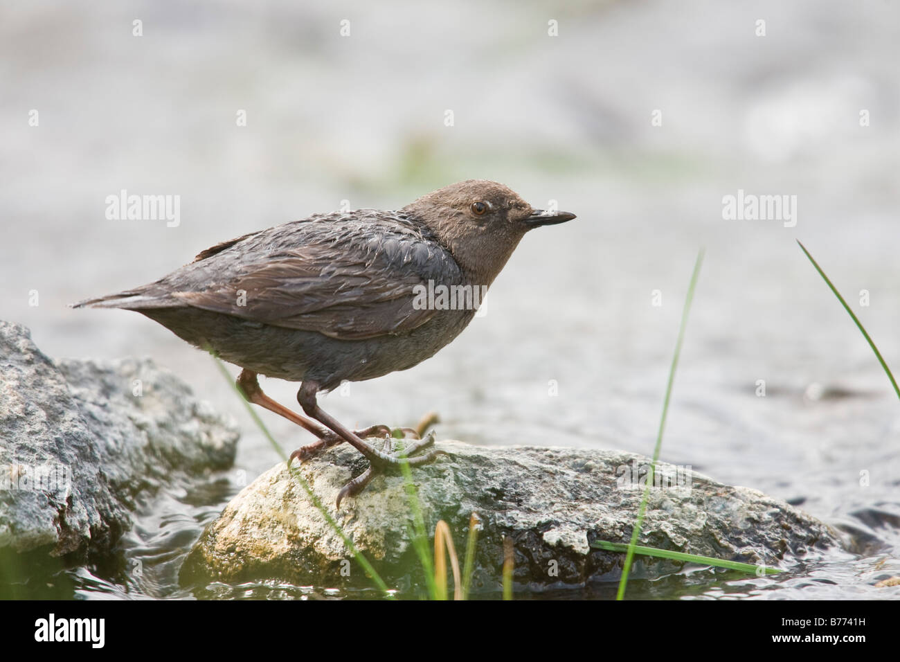 Amerikanische Wasseramseln (Cinclus Mexicanus) thront an einem Flussufer Stockfoto