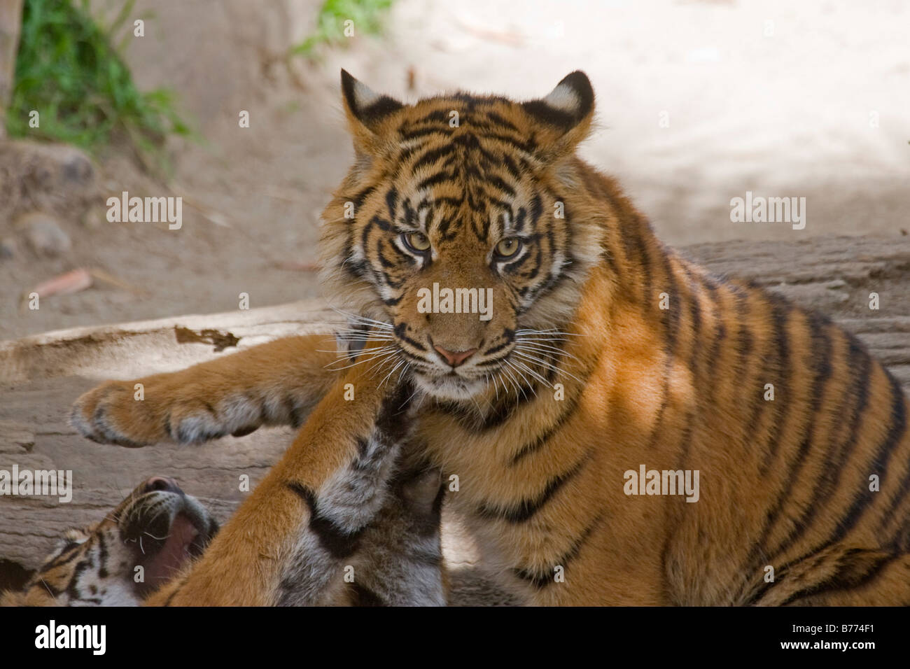 Sumatra TIger Cub Geschwister spielen in Gefangenschaft Stockfoto