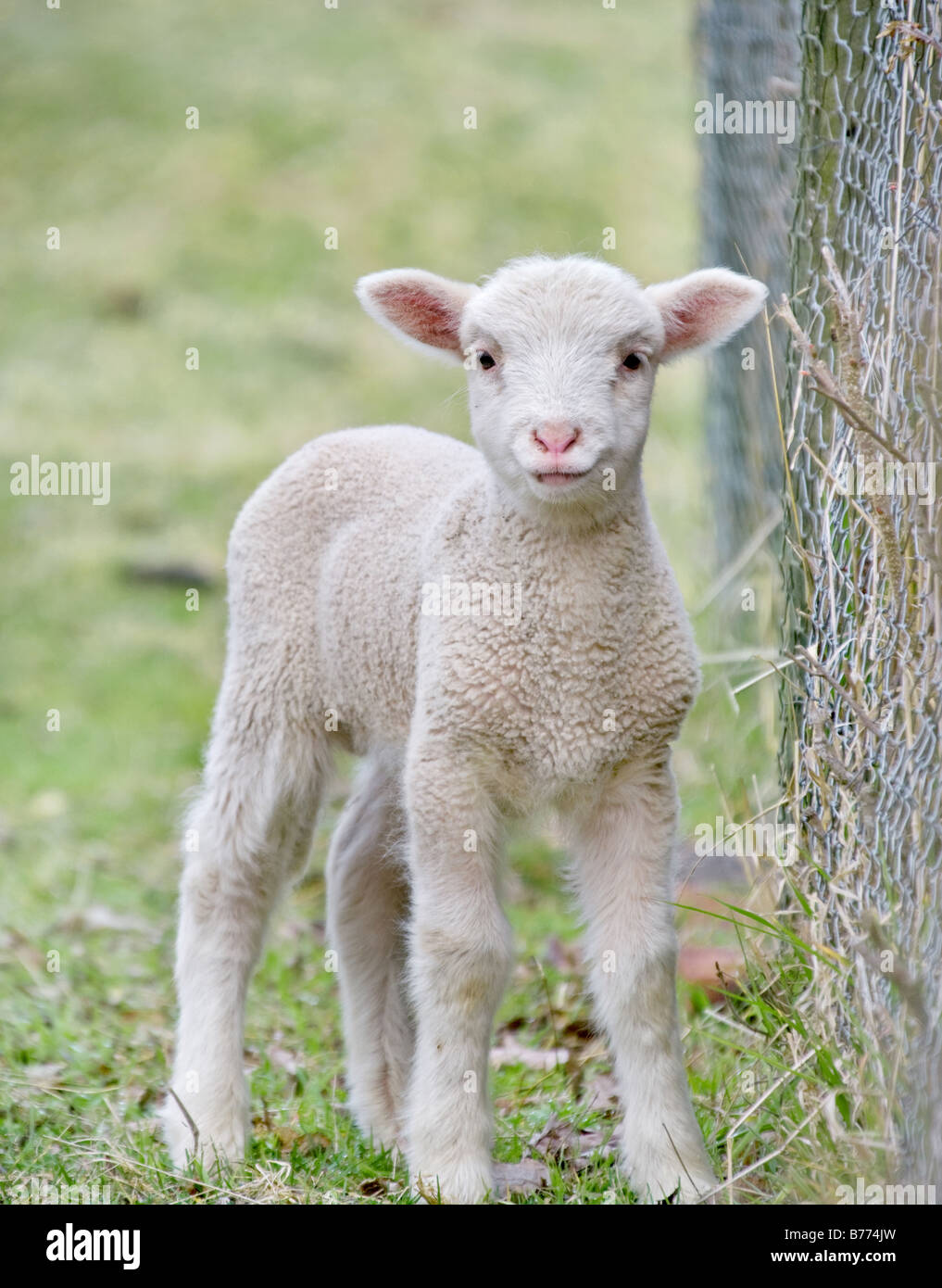 tolles Bild von einem niedlichen Baby Lamm auf dem Bauernhof Stockfoto