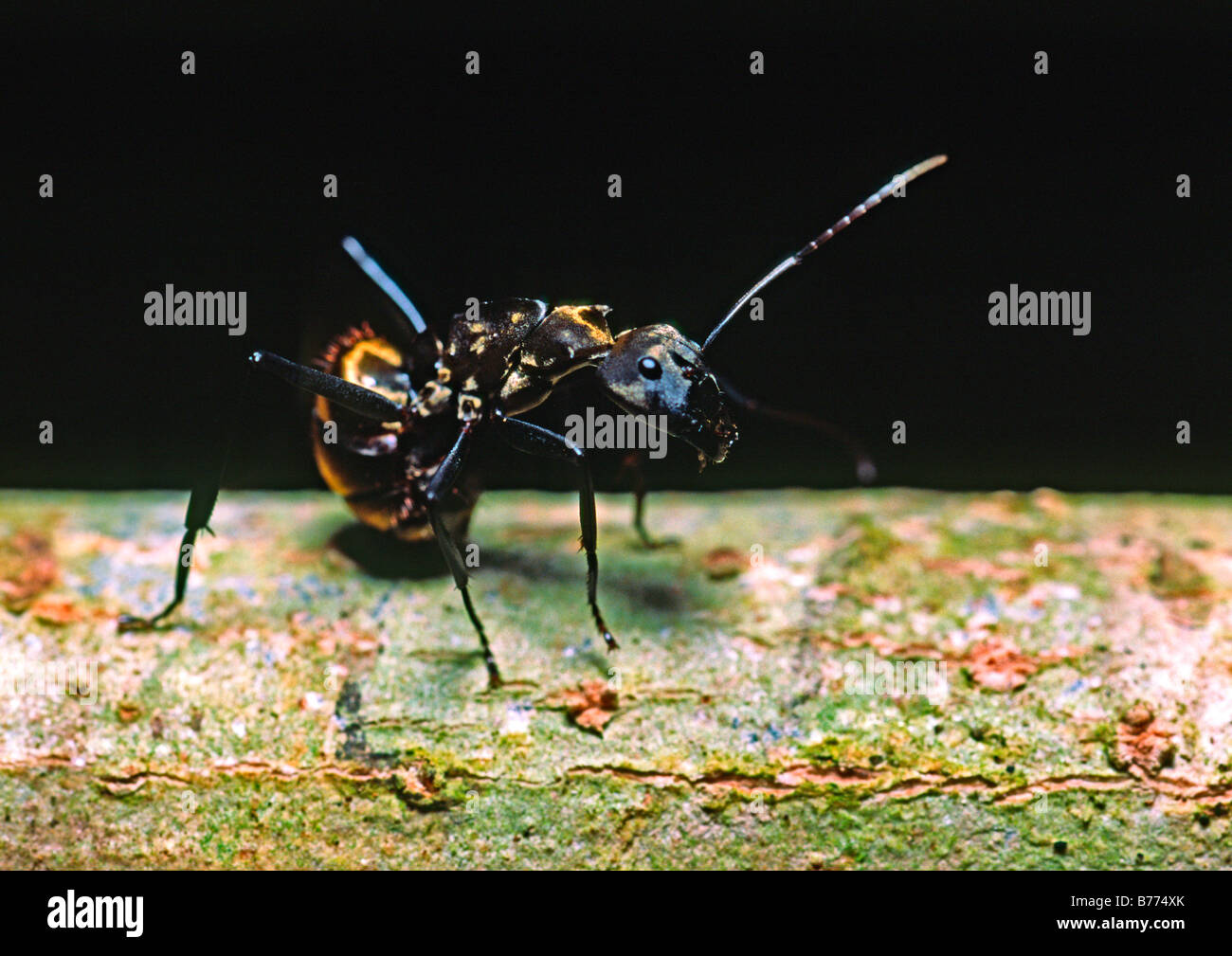 eine Kugel Ameise im Regenwald von Costa rica Stockfoto