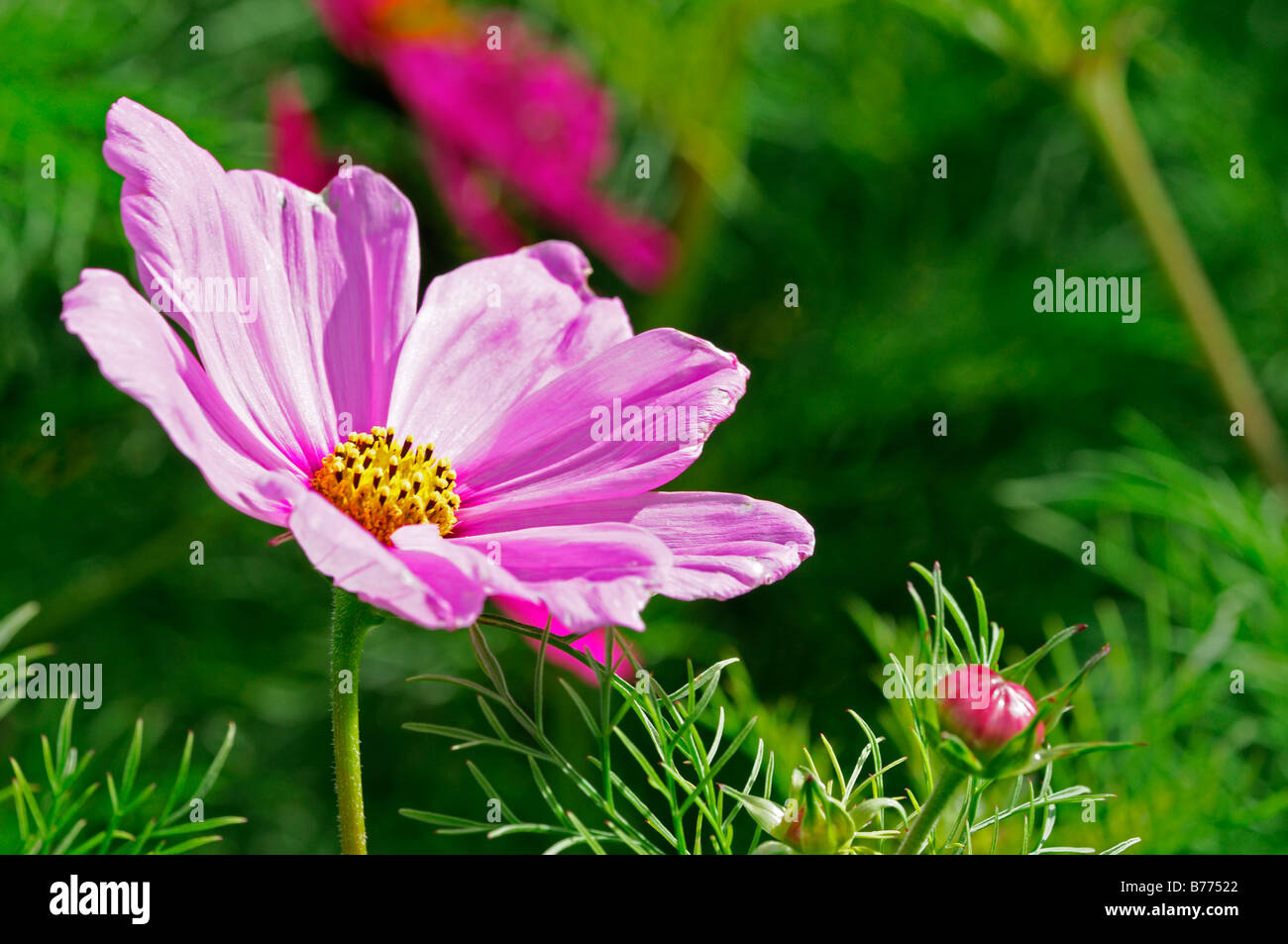 Cosmos Bipinnatus Gefühl gemischt Closeup Nahaufnahme Detail rosa Blume jährliche Blüte Blüte Stockfoto
